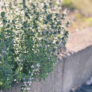 レモンタイム,ナチュラルガーデン,ジャンクガーデン,花のある暮らし,緑のある暮らしの画像