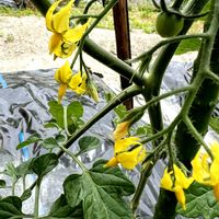 ミニトマト,野菜の花,復興祈願,キュンキュン乙女倶楽部,平和を願う☆の画像