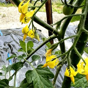 ミニトマト,野菜の花,復興祈願,キュンキュン乙女倶楽部,平和を願う☆の画像