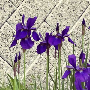 カキツバタ,燕子花,杜若,かきつばた,カオヨグサの画像