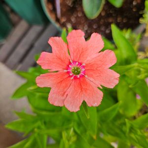 ドクダミ,ドクダミ,シレネ　ファイヤードラゴンシリーズ　サーモンピンク,鉢植え,明るい日陰の画像