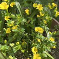 スカビオサ,メカルドニア,クラスぺデイア,黄色の花,紫色の花の画像