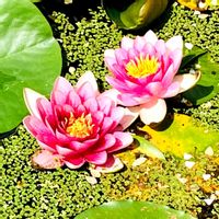 スイレン,睡蓮,ピンクの花,色あざやか,グリーン！グリーン！グリーン！の画像