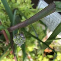 ディケロステンマ　コンゲスタム,ベランダガーデニング,害虫対策,虫対策,ベランダの画像