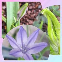 トリテレイア,初開花,咲いてくれてありがとう❤,おうち園芸,小さな庭の画像
