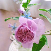 バラ,ブルースター,レイニーブルー,キュンキュン乙女倶楽部,ちょこっと花の画像