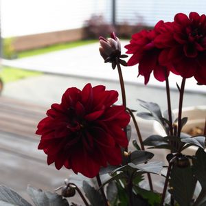 ダリアダラヤミーナアルナ,ダリアダラヤミーナアルナ,ガーデニング,ウッドデッキ,花のある暮らしの画像
