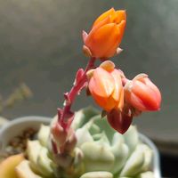 カプトメデューサ,クララ,アエオニウム キウイ,多肉植物,エアプランツの画像