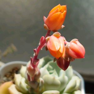 カプトメデューサ,クララ,アエオニウム キウイ,多肉植物,エアプランツの画像