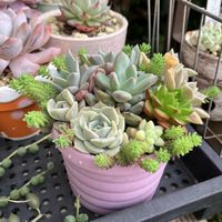 多肉植物,多肉寄せ植え,エケベリア属,多肉棚,多肉植物のある暮らしの画像