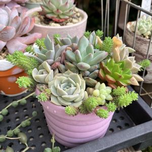 多肉植物,多肉寄せ植え,エケベリア属,多肉棚,多肉植物のある暮らしの画像