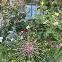 アリウム,植中毒,植栽,GS映え,庭の画像