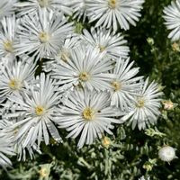 マツバギク,マツバギク、白,松葉菊(白),岐阜県,玄関先の画像