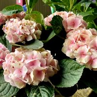 アザレア,アザレア,アジサイ,馬酔木の新芽,馬酔木の新芽の画像