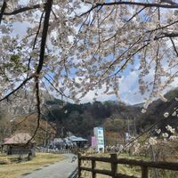サクラ,サクラ,ソメイヨシノ,ソメイヨシノ,さくら サクラ 桜の画像