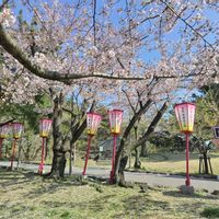 サクラ,ソメイヨシノ,ソメイヨシノ,桜の木,さくら サクラ 桜の画像