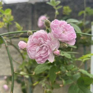 ローラーダボー,可愛い,プランター,つるバラ,ありがとう♡の画像