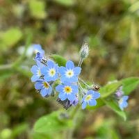 キュウリグサの画像