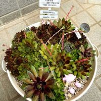 レウィシア,紫陽花,アジサイ ひな祭り,センペルビウム,紫陽花　ひな祭りの画像