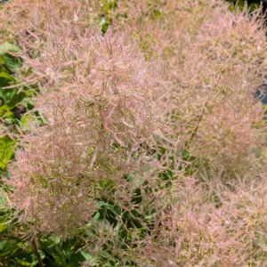 大好きなお花♡,季節を楽しむ,お花が楽しみ〜♡,大切なお花,ミッチの会の画像