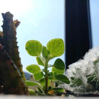 アロマティカス,多肉植物,岩手県の画像