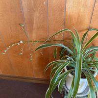 オリヅルラン,観葉植物,可愛い,観葉植物初心者,観葉植物のある暮らしの画像
