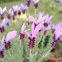 ラベンダー,フレンチラベンダー,お花,紫の花の画像