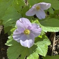 シラネアオイ,北海道,札幌,日本固有種,日本固有1属1種の花の画像