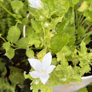 カンパニュラアルペンホワイト,ガーデニング,花のある暮らし,ナチュラルスタイル,おうち園芸の画像