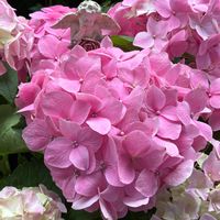 ペチュニア,白星,センペル,ｵｼﾞｿﾞｰﾀﾝ,アジサイ　紫陽花の画像