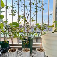ジャボチカバ,実生,種から,実のなる植物,熱帯植物の画像