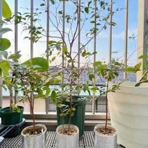 ジャボチカバ,実生,種から,実のなる植物,熱帯植物の画像