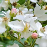 ノイバラ,山野草,野草,爽やかな香り,群生の画像