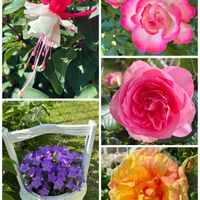 ベルフラワー,フクシア・バレリーナ,ギドゥモーパッサン,庭の花,花のある暮らしの画像