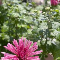 キク,オルレア,多肉植物,観葉植物,ガーデニングの画像