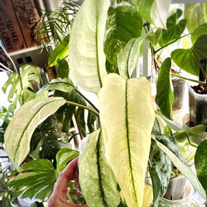 フィロデンドロン　ピンクバーキン,観葉植物,エンジョイボタニカルライフ,グリーン！グリーン！グリーン！,ダイソー出身の画像