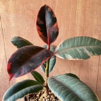 フィカス ルビー,観葉植物,植物のある暮らし,フィカス属,みどりのある暮らしの画像