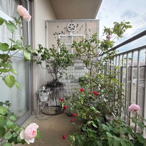 薔薇♪,花のある暮らし,植物のある暮らし,バラを楽しむ,5月の画像