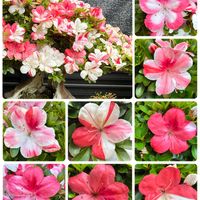 サツキ,盆栽,サツキ盆栽の画像