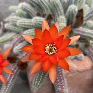 サボテン,セダム,白檀,多肉植物いろいろ,多肉植物いろいろの画像