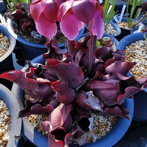 かわいい,食虫植物,サラセニア,色あざやか,珍奇植物の画像