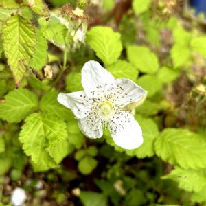 クサイチゴ,雑草,マイガーデン,かわいい雑草,花のある暮らしの画像