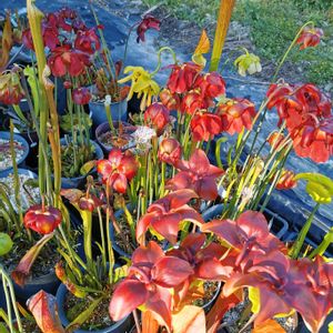 食虫植物,サラセニア,色あざやか,珍奇植物,観葉植物がスキの画像
