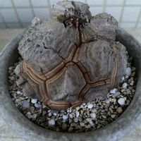 亀甲竜,亀甲竜,亀甲竜。の画像