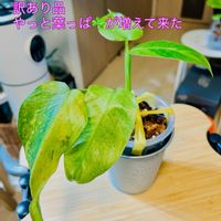 アンスリウム,フィロデンドロン,フィロデンドロン　ジョセボーノ　斑入り,ワイルド,森林浴の画像
