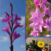 ガザニア,ジャガイモ,セッコク,ワトソニア,落花生の画像