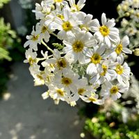 シルバーレース,寄せ植え,白い花,お花が咲いた,庭の画像