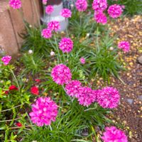 アルメリア,花のある暮らしの画像