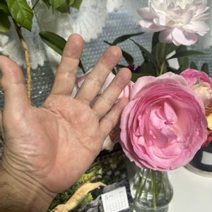 ピエールドゥロンサール,ガーデニング,ウッドデッキ,バラの季節到来！,元気もんエケちゃんの画像