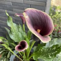 カラー,ペチュニア,ビオラ,ラナンキュラス　ラックス,ヘデラしらゆきの画像